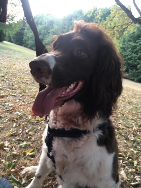 Dog sitting on grass