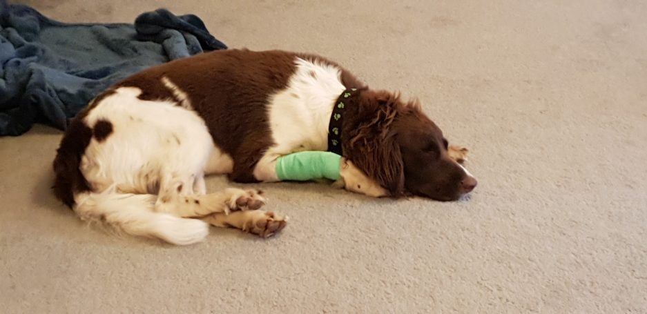 Dog with bandage