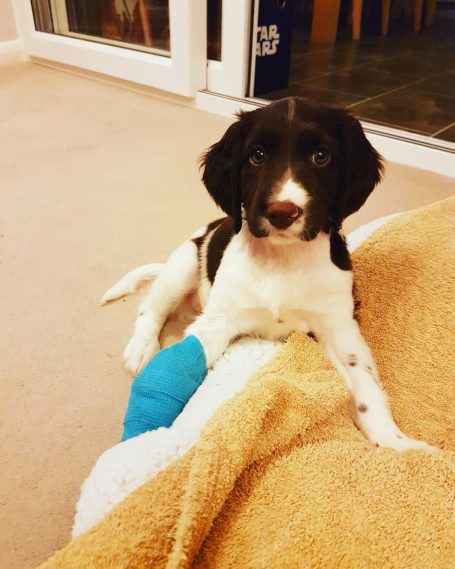 Puppy with bandage