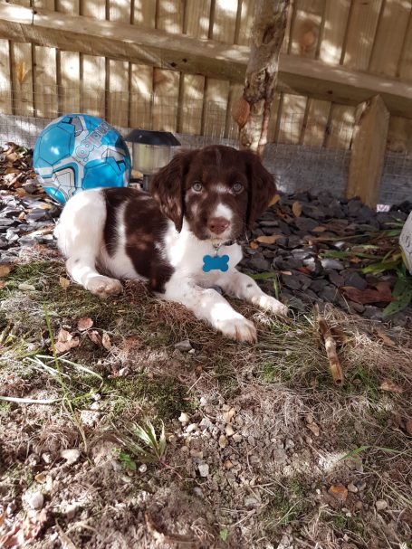 Puppy in garden