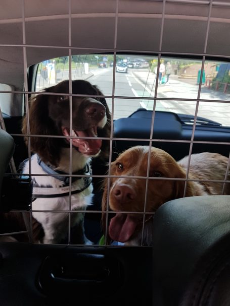 2 dogs in a car