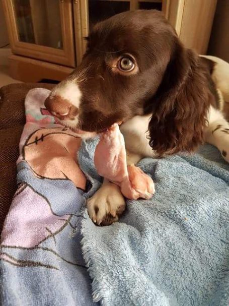 Puppy with raw chicken wing